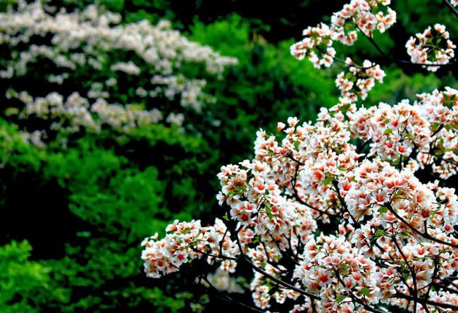 李梦佳 ▎《一棵开花的树》歌曲解读（图5）