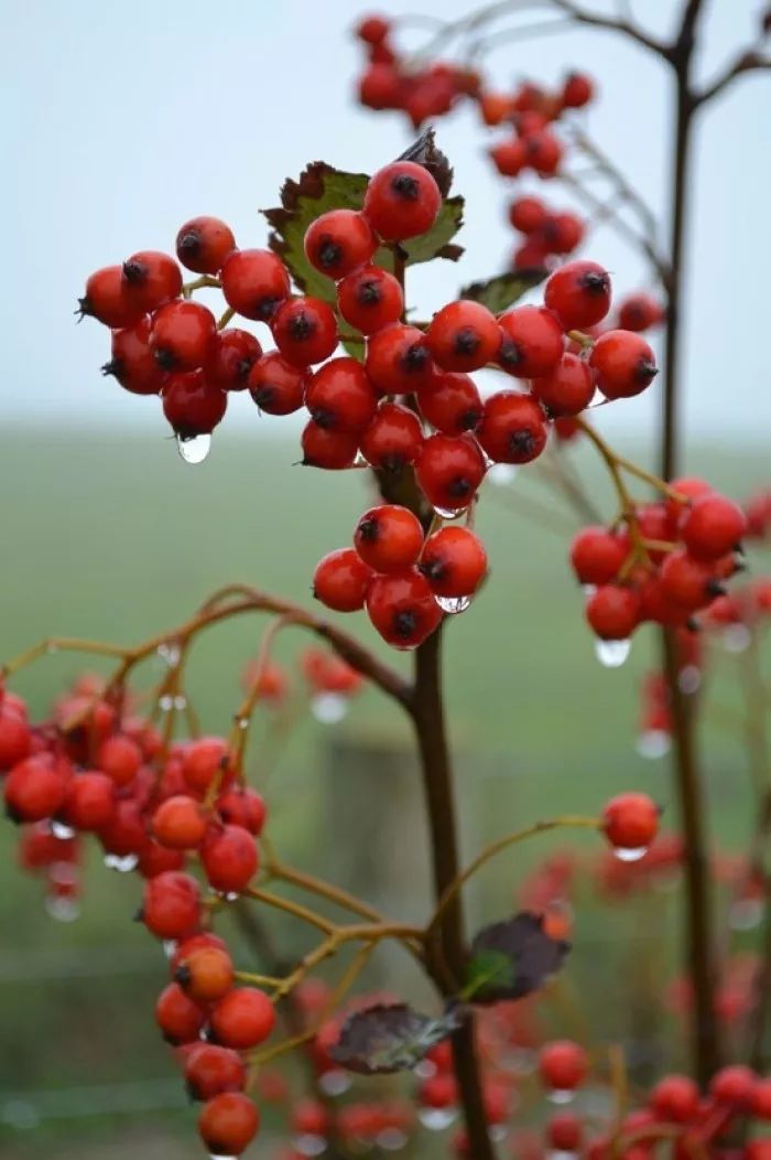 秋雨微凉,三十五句诗词,带你看尽秋雨之美(图4)