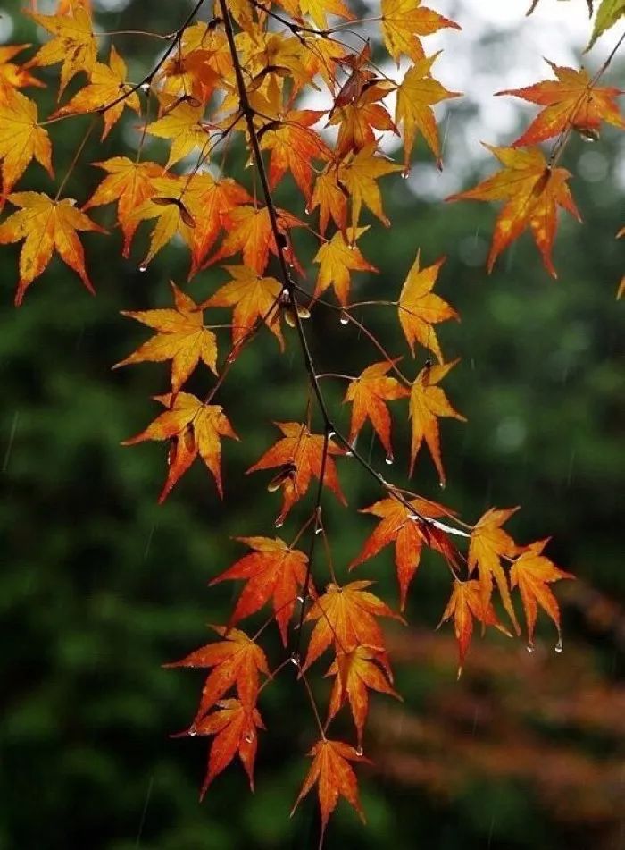 秋雨微凉,三十五句诗词,带你看尽秋雨之美(图6)