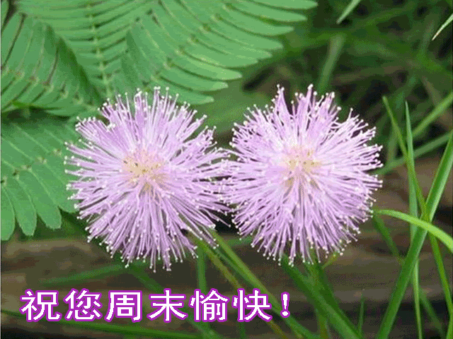 满庭芳·济南古调 作者: 玄妙 朗诵:林海(图6)