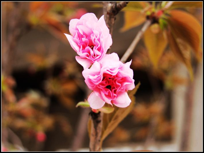 七律 吟春 李朝科