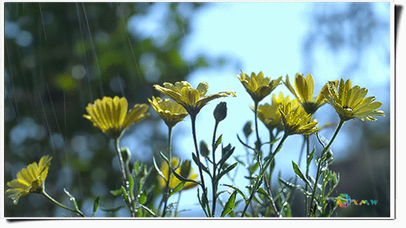2.闆ㄤ腑鑺卞姩鍥?.gif