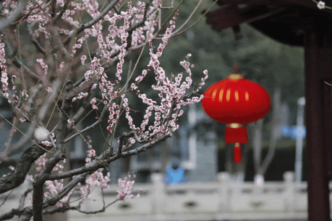 【美文美诵】《春到武汉》——诗琴吟诵昆山新作(图3)
