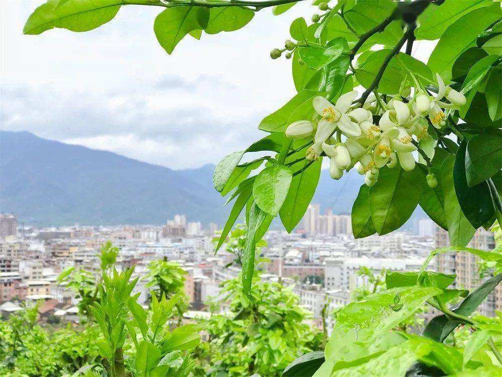 原创文学｜精品诵读｜柚子花开｜ 作者：刘春香(江西)｜朗诵：飞扬(大连)（图3）