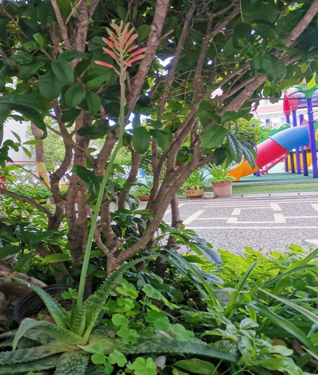 湖北武穴梅川镇中心幼儿园:爱护环境 从小做起!(图4)