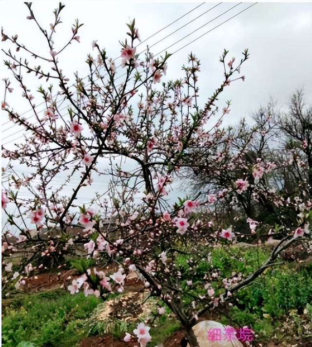 【美丽武穴】张发兴:春满雨场山 相约等您来!(图4)
