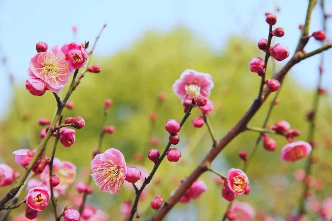 原创文学｜精品诵读｜风吹过这片土地｜作者：水中清荷(甘肃)｜朗诵：玲珑心（图2）