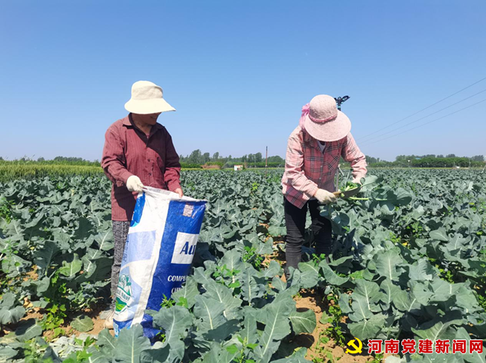 宝丰县李庄乡： 50亩西蓝花喜获丰收（图4）