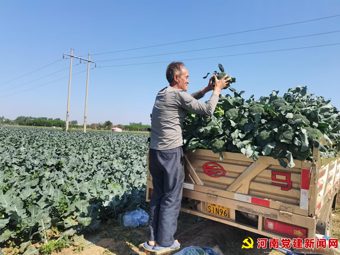宝丰县李庄乡： 50亩西蓝花喜获丰收（图2）