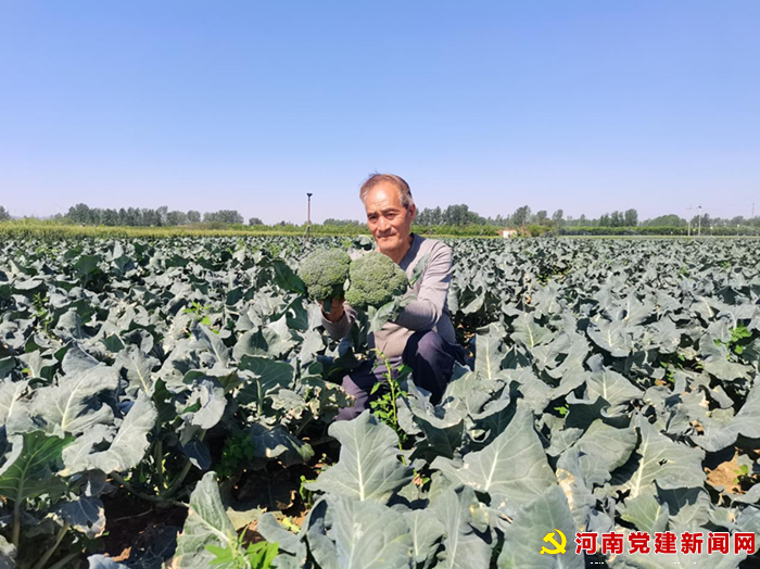 宝丰县李庄乡： 50亩西蓝花喜获丰收（图3）