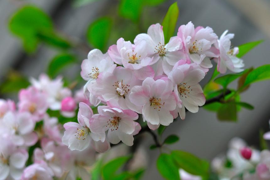 精品诵读｜海棠花开｜作者：琼芳玉雨(江西)​｜朗诵：竹馨(河北)（图2）