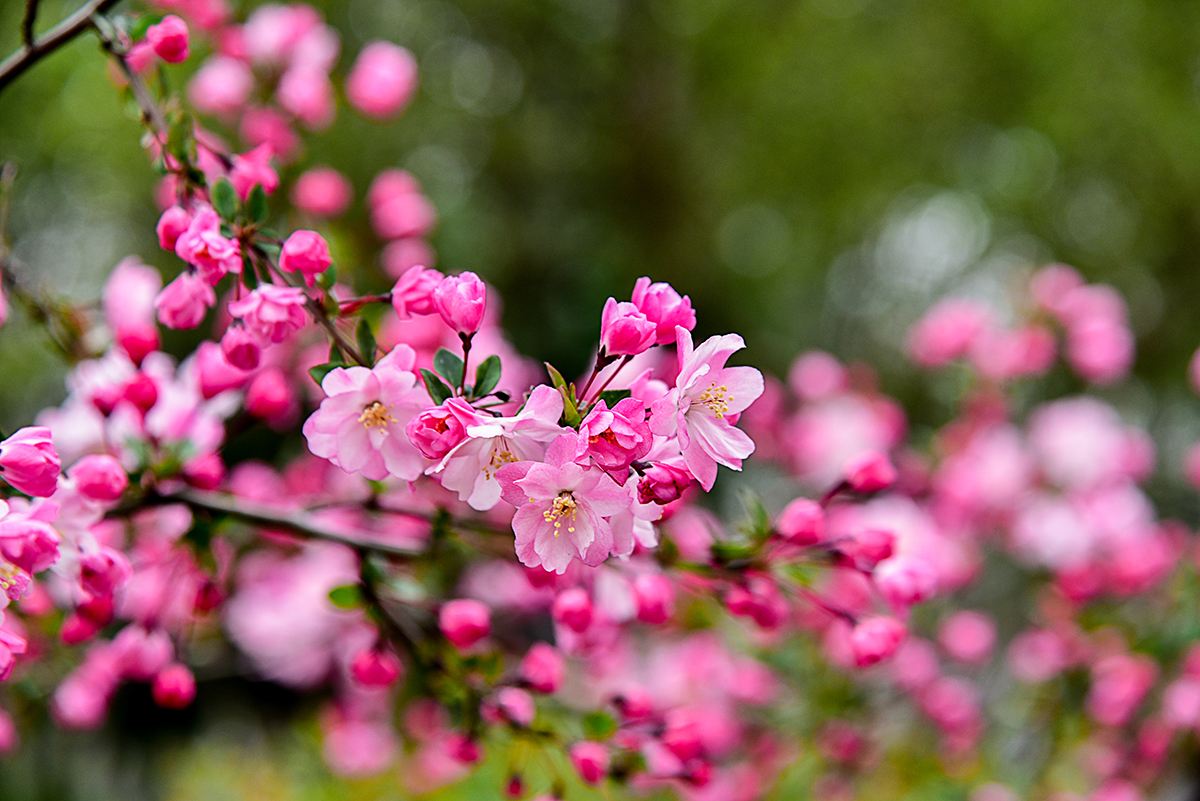 精品诵读｜海棠花开｜作者：琼芳玉雨(江西)​｜朗诵：竹馨(河北)（图3）