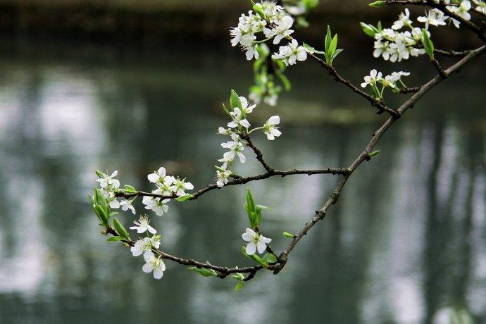 精品诵读｜多情的雨｜作者：谷士强(北京)｜朗诵：吾安汝止(大连)（图2）