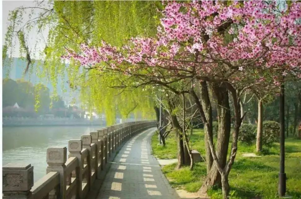 精品诵读｜相思如风 ｜作者：静若繁花(陕西) ｜朗诵：安然(河北)（图3）