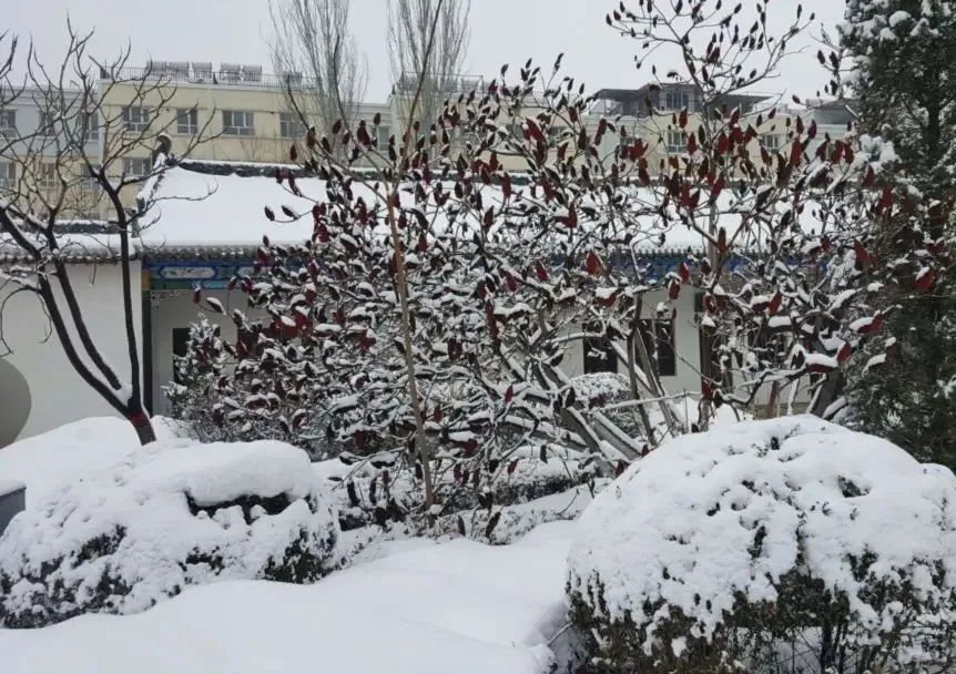 精品诵读｜三月的雪｜作者：王玲(乌鲁木齐) ｜朗诵：凝香(大兴安岭)（图2）
