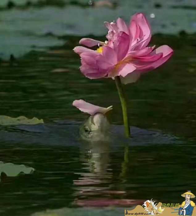 picname