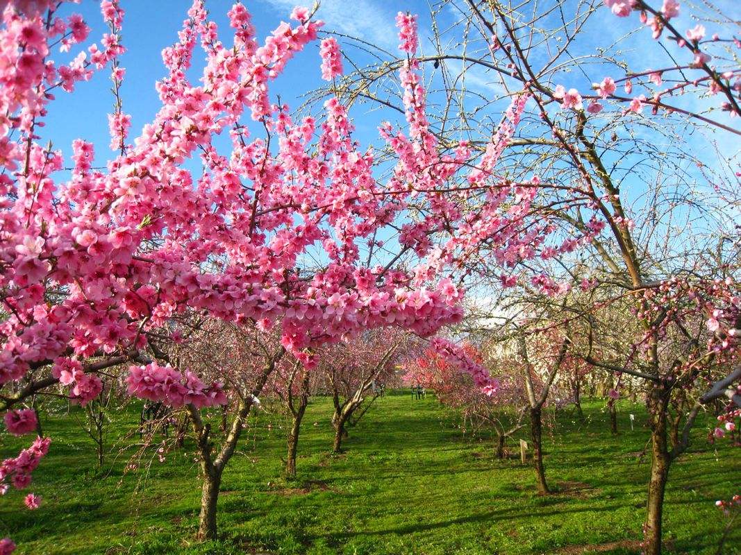 picname