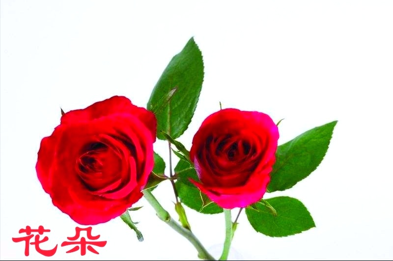picname