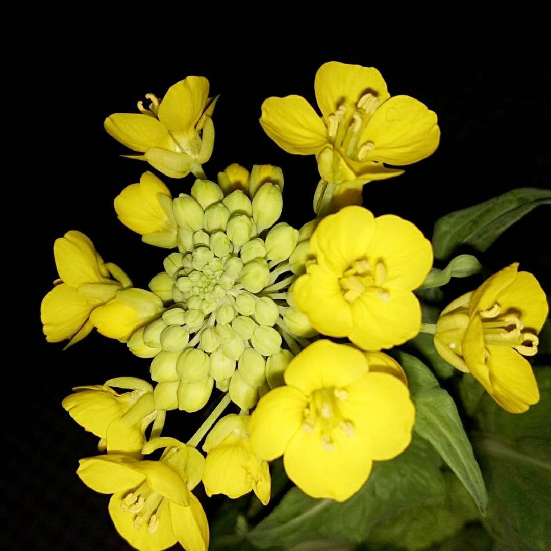 【诗生活】平凡白菜花‖秋的私语