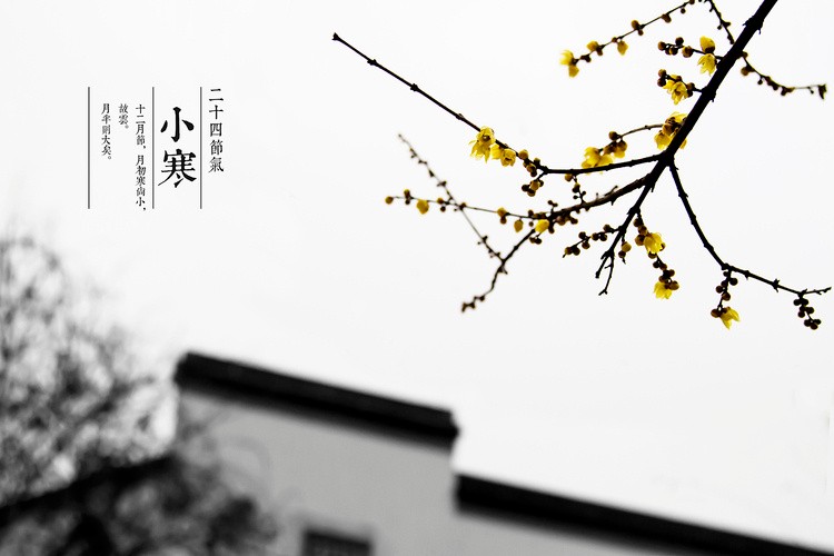 【诗生活】采柔子.小寒 ‖ 作者: 红尘笑客