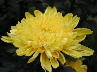 【诗生活】读《陆地诗词》（6）：咏菊 有感 ‖ 作者：段宇