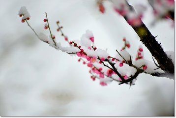 【诗生活】隐忍 文/徐和平