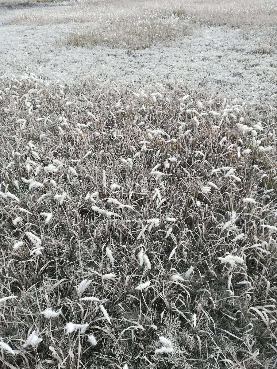 【诗生活】茅针花 ‖ 作者: 王合心