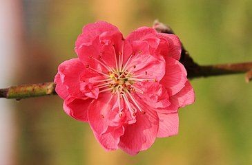 【诗生活】桃花依旧笑春风 文/甜沁