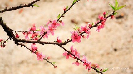【诗生活】梅花 文/民冰