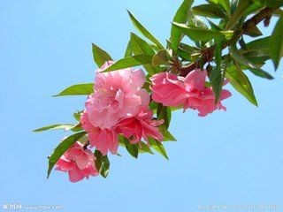 【诗生活】茶花 文/李大跃