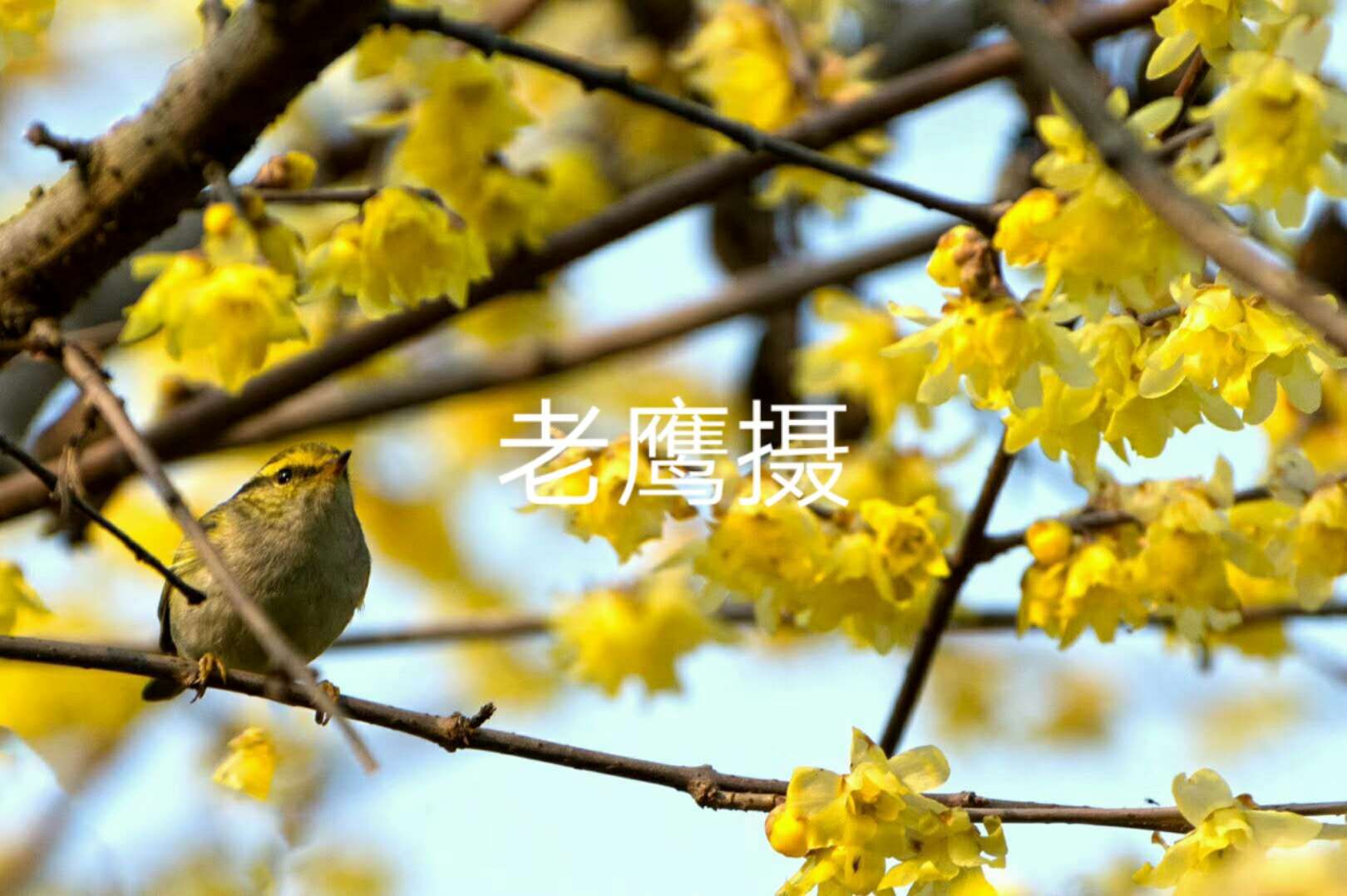 picname