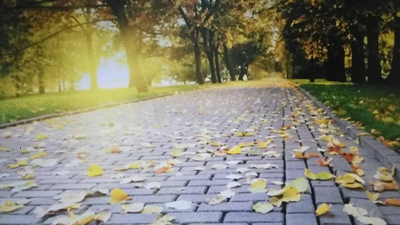 【诗生活】落叶 文/郁青