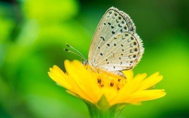 【诗生活】一只蝶的春望 文/旭阳