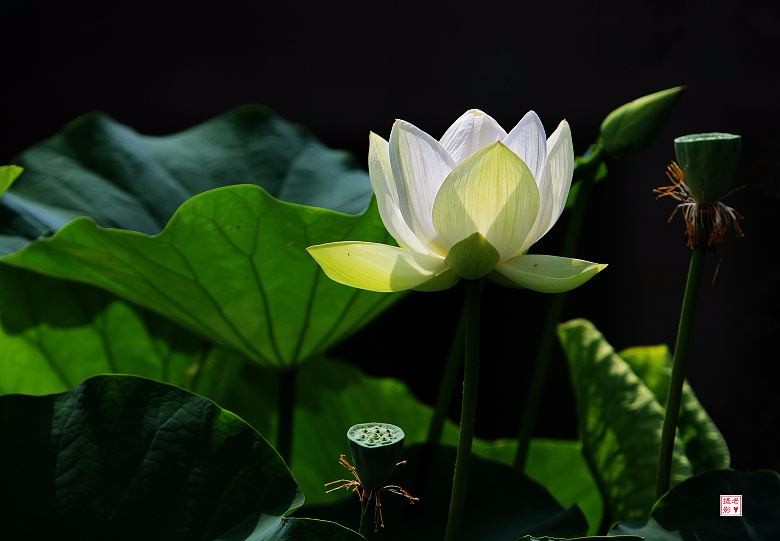 我的世界无你 文/竹林听雨(图3)