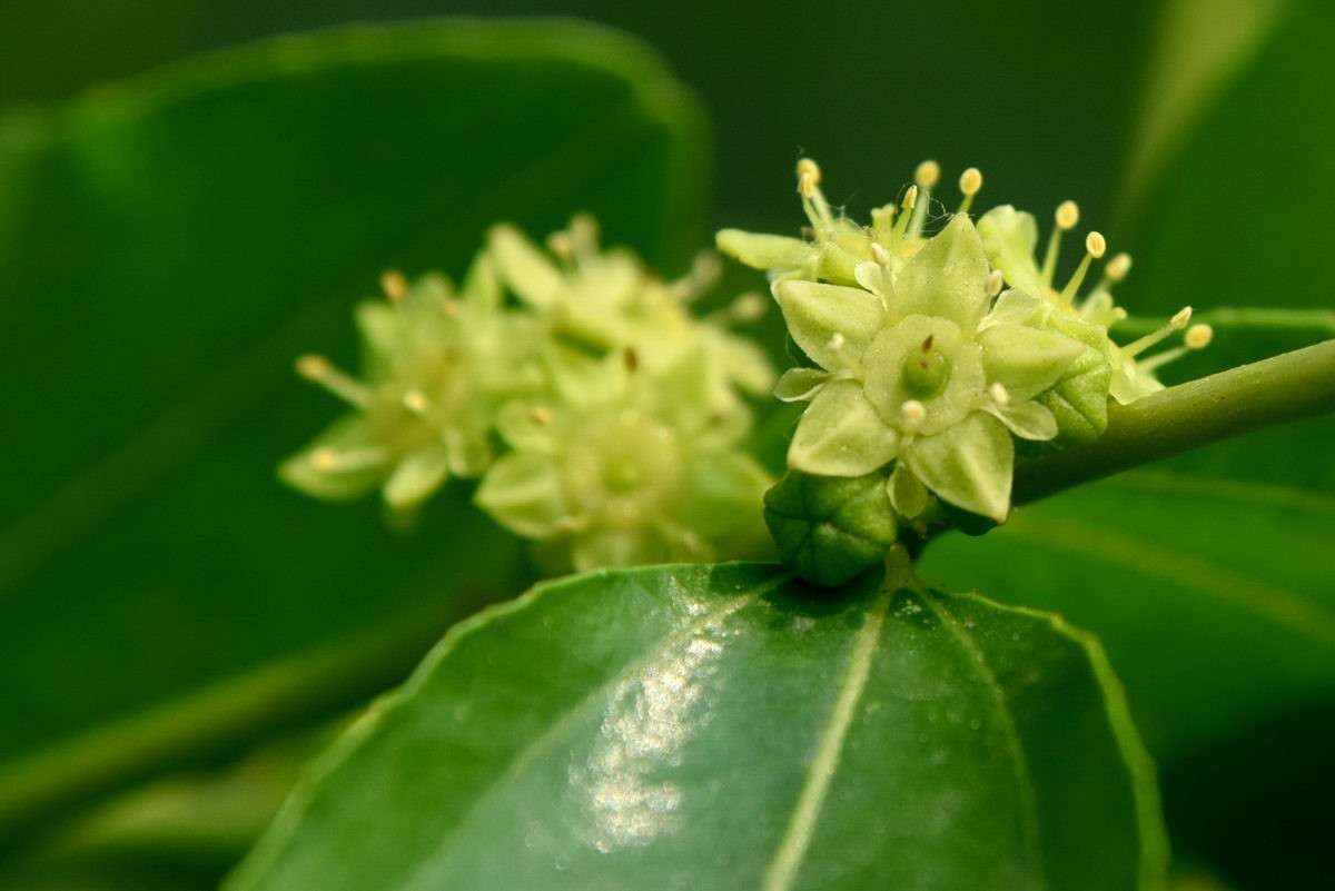 山枣花,枣花花样(第2页)_大山谷图库