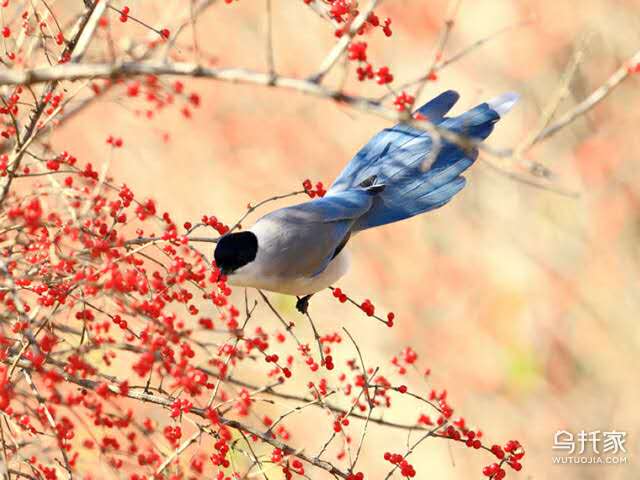 picname