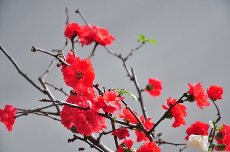 【诗生活】花红卉绿芳艳四季 (组诗) 文/甜沁