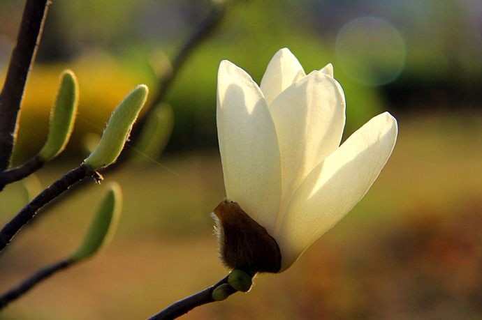 春 文/易生诗梦（图3）