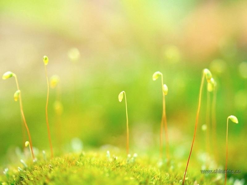 【诗生活】在春天 我想起种子 文/荒海落木