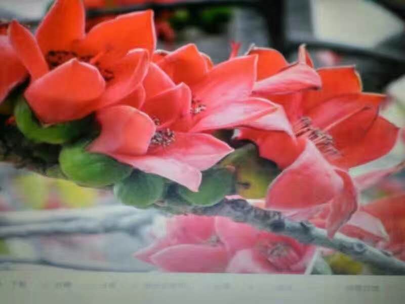 picname