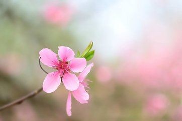 【诗生活】佳诗速递 ‖ 祝春光继续热闹 ( 组诗 ) 文/甜沁