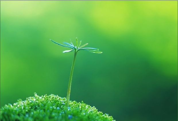 咏春诗三首 ～～下平七阳 文/暖雨晴风（图2）