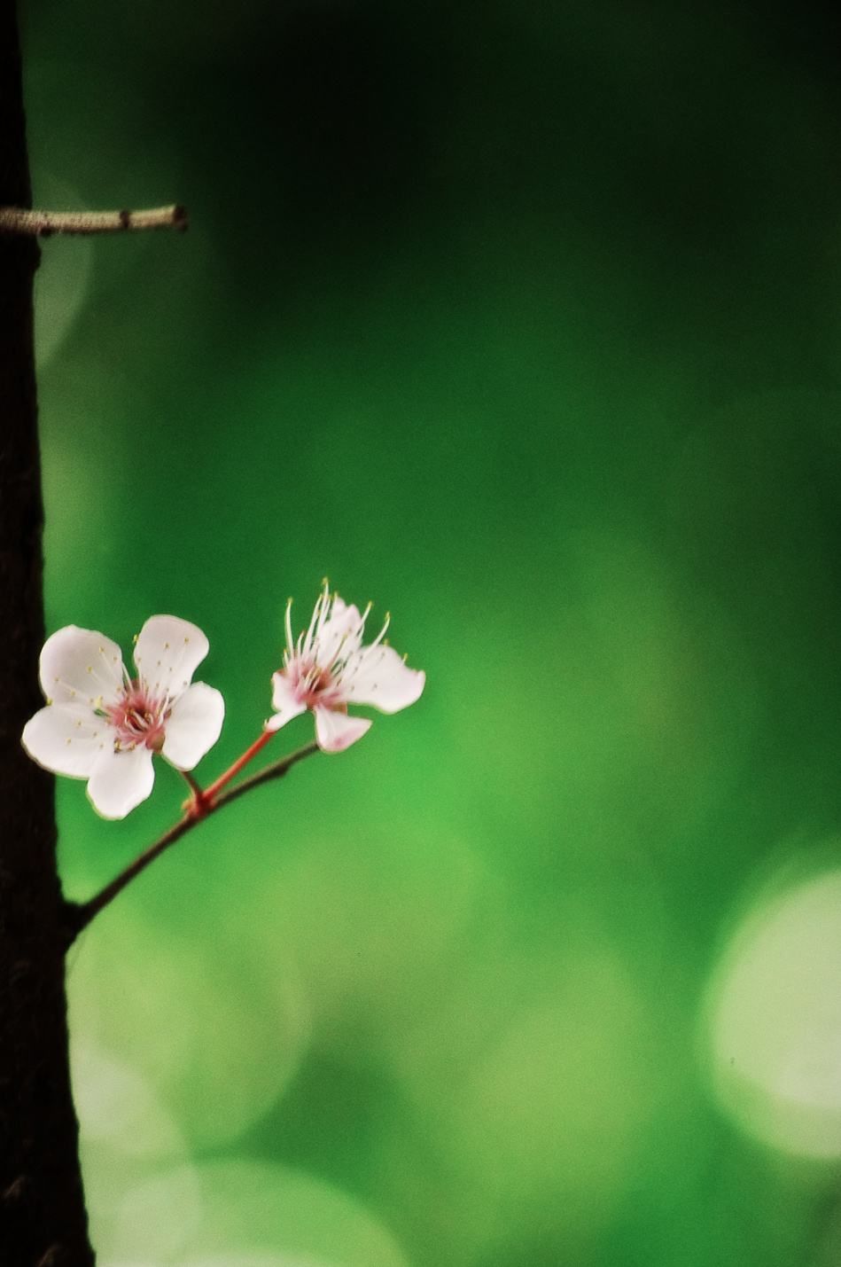 picname