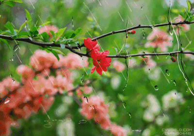 picname