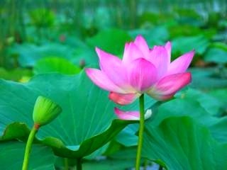 许志《荷叶》小诗第四期（总第146期）选刊的作品（图2）