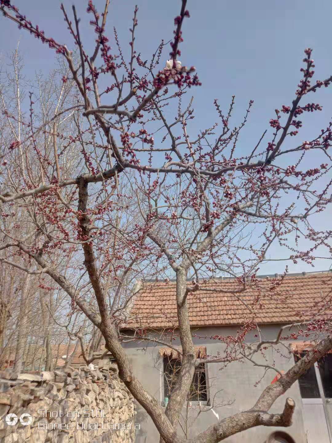 春痴 文/杜辉福（昌乐.营丘）（图2）