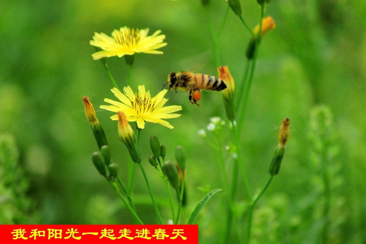 孙光溪《我和阳光一起走进春天》短诗第四期（总第149期）作品的选刊（图2）