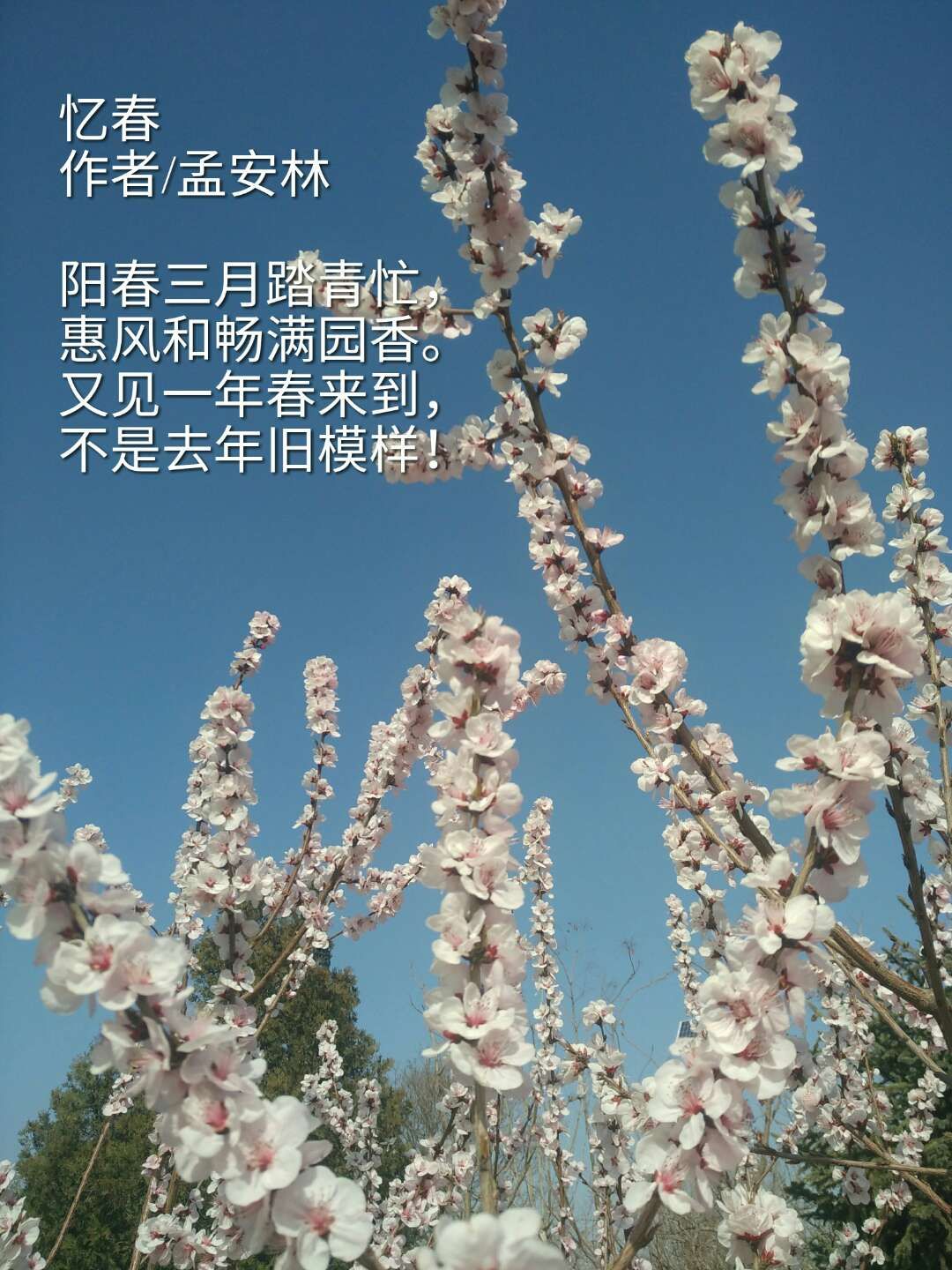 picname