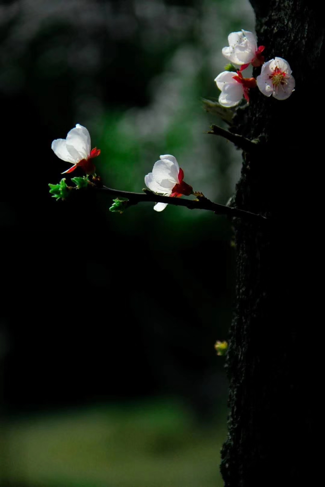 picname