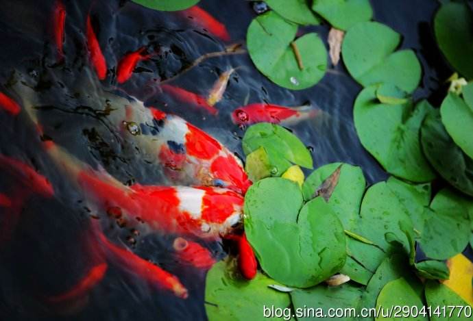 picname